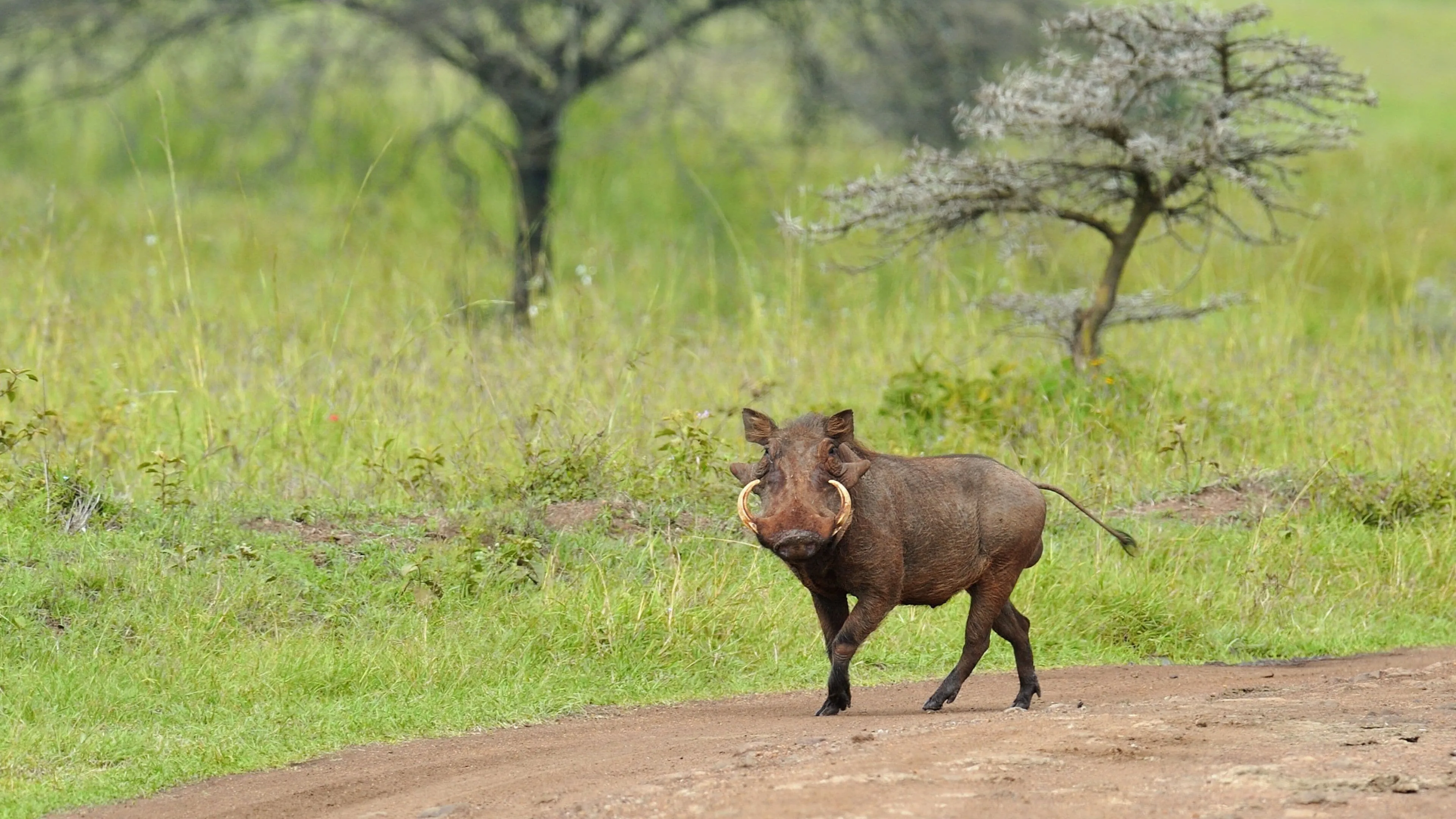 África (AFRICA)